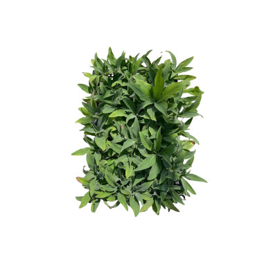 10 Piante di Echium Vaso 7cm -Vendita Piante Da Cespuglio|Mondo Piante