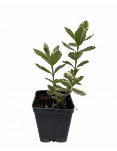 copy of Hebe Plant