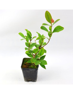 Pianta di Guava (Psidium Guajava) Vaso 7cm | Mondo Piante