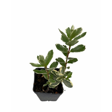 10 Piante di Hebe in Vaso 7cm -Piante Da Cespuglio Online|Mondo Piante