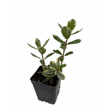 10 Piante di Hebe in Vaso 7cm -Piante Da Cespuglio Online|Mondo Piante