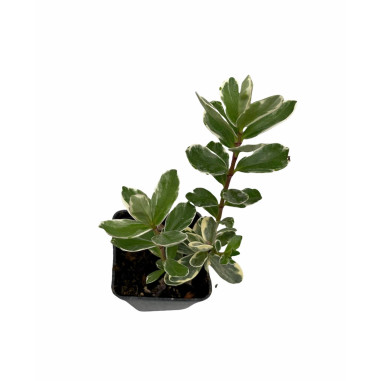 10 Piante di Hebe in Vaso 7cm -Piante Da Cespuglio Online|Mondo Piante