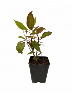 10 Piante di Hibiscus in...