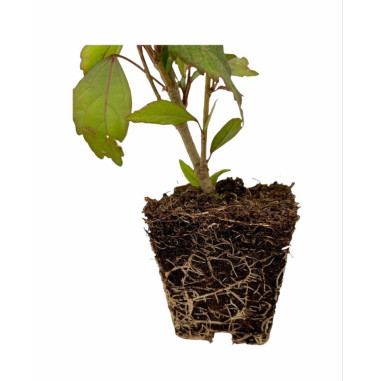 10 Piante di Hibiscus in Vaso 7cm - Pianta Da Cespuglio |Mondo Piante