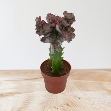 Vendita Pianta Euphorbia lactea Cristata-Piante Verdi|Mondo Piante