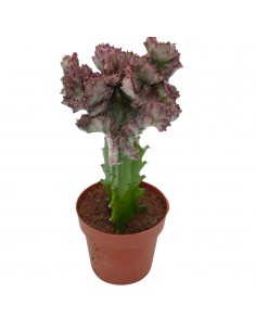 Pianta Euphorbia lactea...