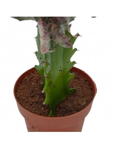 Pianta Euphorbia lactea... 2