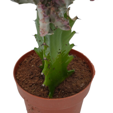 Vendita Pianta Euphorbia lactea Cristata-Piante Verdi|Mondo Piante