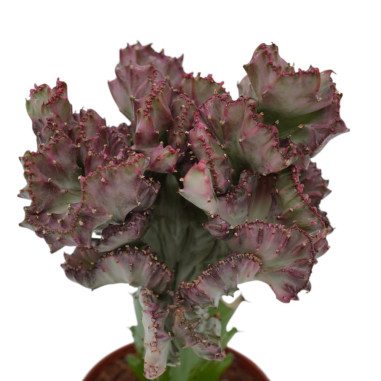 Vendita Pianta Euphorbia lactea Cristata-Piante Verdi|Mondo Piante
