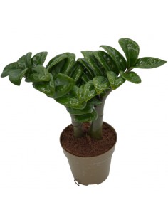 Pianta Zamioculcas...