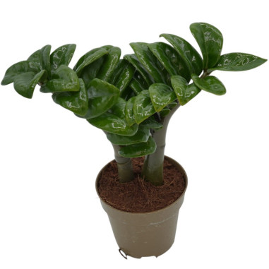 Vendita Pianta Zamioculcas zamiifolia Zenzi-Piante Verdi|Mondo Piante