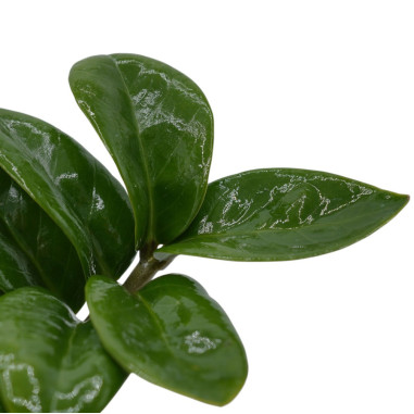 Sale Plant Zamioculcas zamiifolia-Green Plants | World Plants
