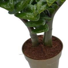 Vendita Pianta Zamioculcas zamiifolia Zenzi-Piante Verdi|Mondo Piante 2