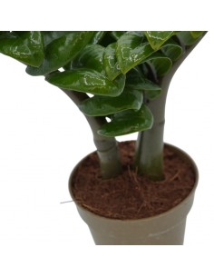 Pianta Zamioculcas... 2