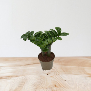 Vendita Pianta Zamioculcas zamiifolia Zenzi-Piante Verdi|Mondo Piante