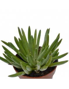 Pianta Grassa Senecio... 2