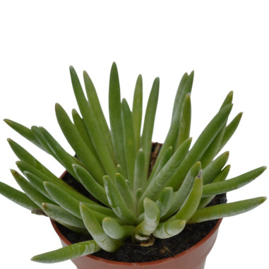 Senecio Serpens Plant for Sale-Succulent Plants|Mondo Piante