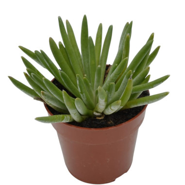 Vendita Pianta Grassa Senecio Serpens -OnLine|Mondo Piante