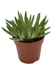 Pianta Grassa Senecio...