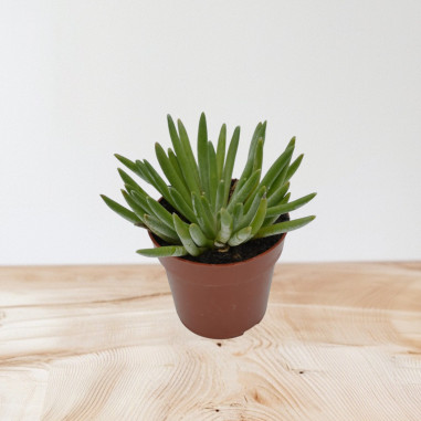 Vendita Pianta Grassa Senecio Serpens -OnLine|Mondo Piante