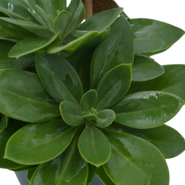 Vendita Pianta Grassa Senecio Mountain Fire-OnLine|Vivaio Mondo Piante