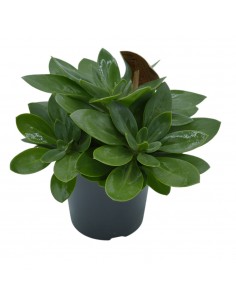 Pianta Grassa Senecio...