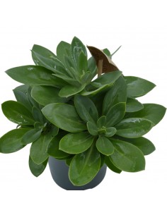 Pianta Grassa Senecio... 2
