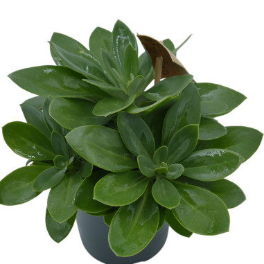 Senecio Serpens Plant for Sale-Succulent Plants|Mondo Piante