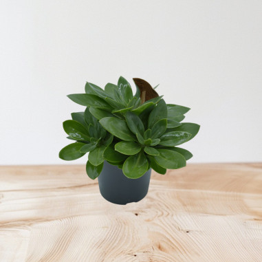 Vendita Pianta Grassa Senecio Mountain Fire-OnLine|Vivaio Mondo Piante