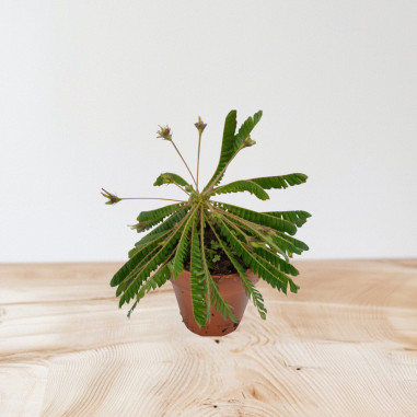 Vendita Pianta di Biophytum sensitivum-Piante Verdi|Mondo Piante