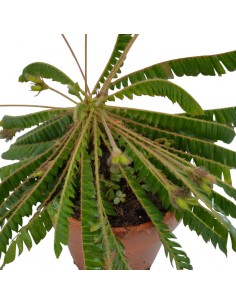 Pianta Biophytum sensitivum... 2