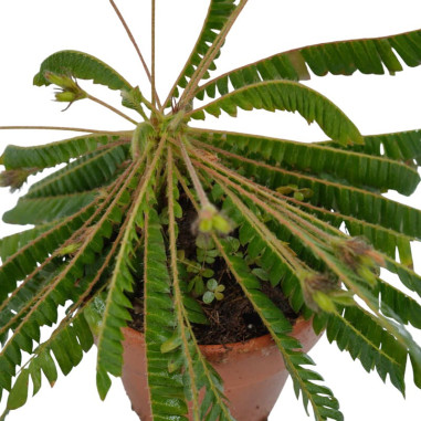 copy of Pianta Aeschynanthus marmoratus