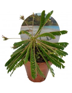 Pianta Biophytum sensitivum...