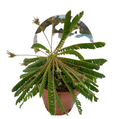 Vendita Pianta di Biophytum sensitivum-Piante Verdi|Mondo Piante