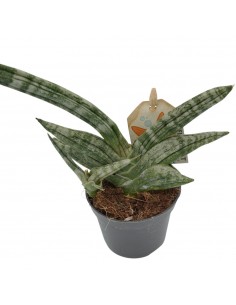 copy of Sanseveria Plant... 2