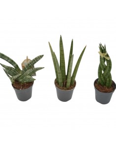 copy of Sanseveria Plant...