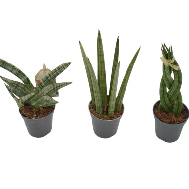 Vendita Sanseveria cyl. Spaghetti Vaso 9cm-Piante Verdi|Mondo Piante