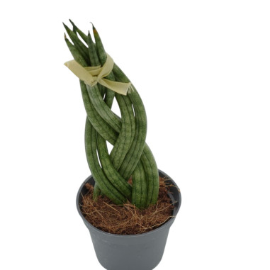 Vendita Sanseveria cyl. Spaghetti Vaso 9cm-Piante Verdi|Mondo Piante