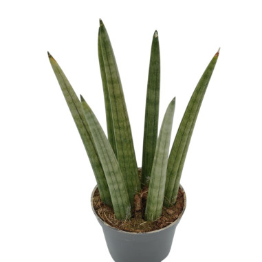 Vendita Sanseveria cyl. Spaghetti Vaso 9cm-Piante Verdi|Mondo Piante