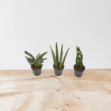 Vendita Sanseveria cyl. Spaghetti Vaso 9cm-Piante Verdi|Mondo Piante