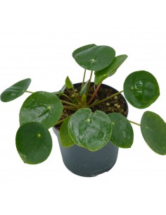 Pianta Pilea peperomioides...