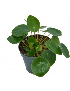 Pianta Pilea peperomioides... 2