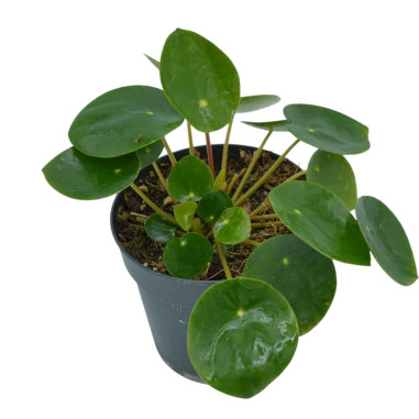 Vendita Pilea peperomioides Vaso 10.5- Piante Da Interno| Mondo Piante