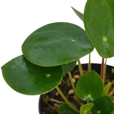 Vendita Pilea peperomioides Vaso 10.5- Piante Da Interno| Mondo Piante
