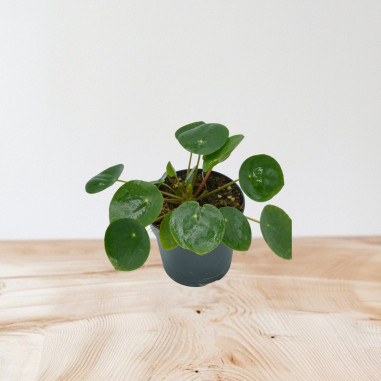 Vendita Pilea peperomioides Vaso 10.5- Piante Da Interno| Mondo Piante