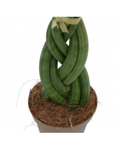 copy of Sanseveria Plant... 2