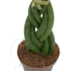 Vendita Pianta Sanseveria Braid Vaso 9cm-Piante Verdi|Vivaio Mondo Piante 2