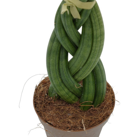 Vendita Pianta Sanseveria Braid Vaso 9cm-Piante Verdi|Vivaio Mondo Piante