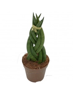 Pianta Sansevieria...