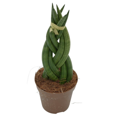 Vendita Pianta Sanseveria Braid Vaso 9cm-Piante Verdi|Vivaio Mondo Piante